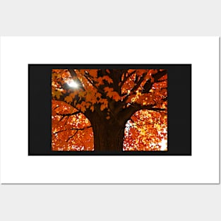 ​Autumn Orange Acer Maple Tree Posters and Art